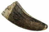 Tyrannosaur (Nanotyrannus?) Tooth - Montana #251932-1